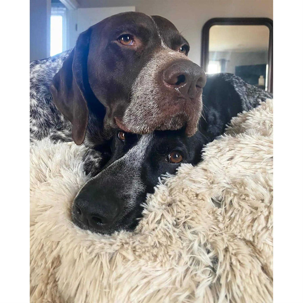 Dog Waterproof Blanket O5497