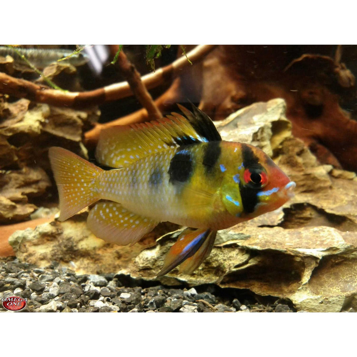Freshwater Flakes T658942