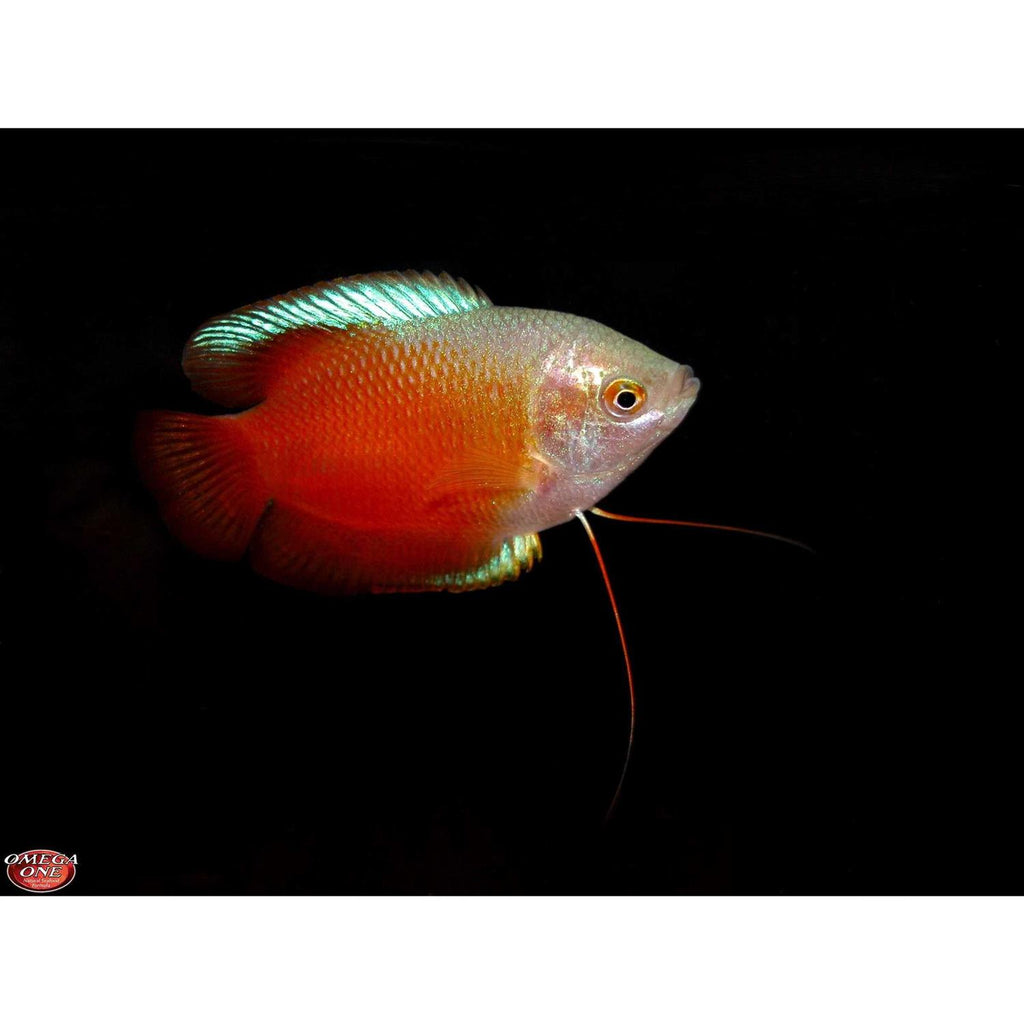 Freshwater Flakes T658942