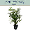 Majesty Palm Live Plant 25-30 inches tall K178