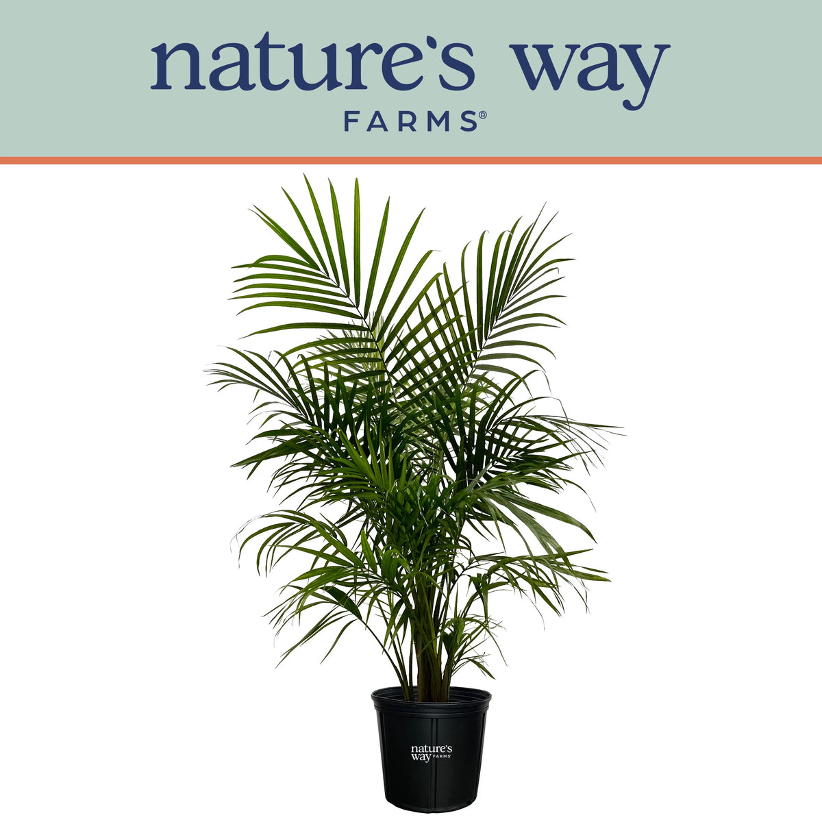 Majesty Palm Live Plant 25-30 inches tall K178