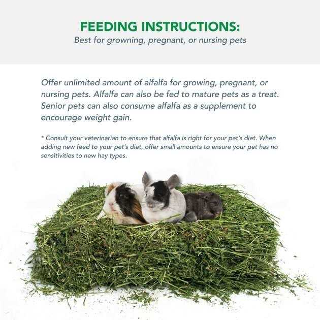 Alfalfa Hay for Rabbits & Small Pets P823