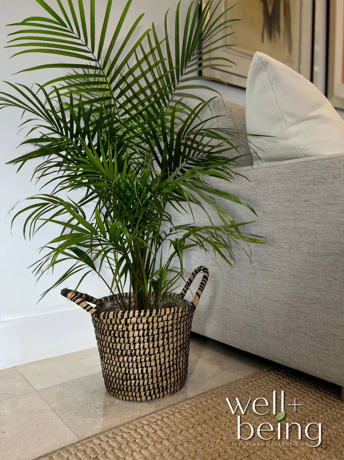 Majesty Palm Live Plant 25-30 inches tall K178