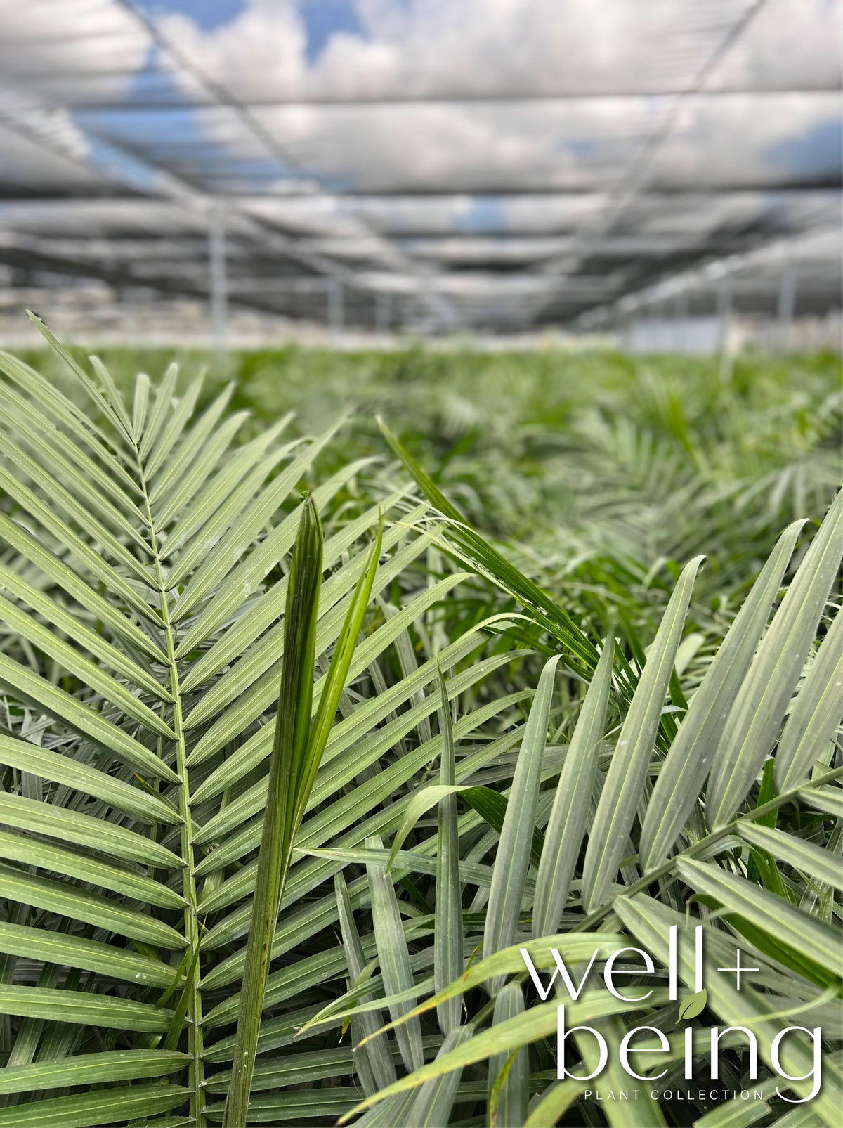 Majesty Palm Live Plant 25-30 inches tall K178
